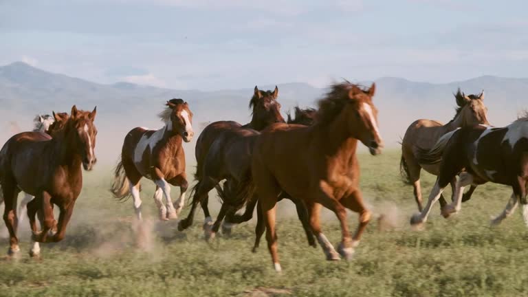 https://media.gettyimages.com/id/971213268/video/slow-motion-horses-and-cowboys-in-utah-usa.jpg?b=1&s=640x640&k=20&c=P26RRYmIIAPR-InEfANvm97OGumvs6vK339gzp8QkxQ=