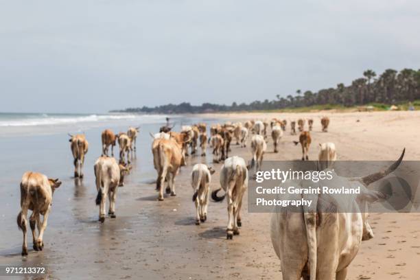 cattle on the beach, the gambia - geraint rowland fotografías e imágenes de stock