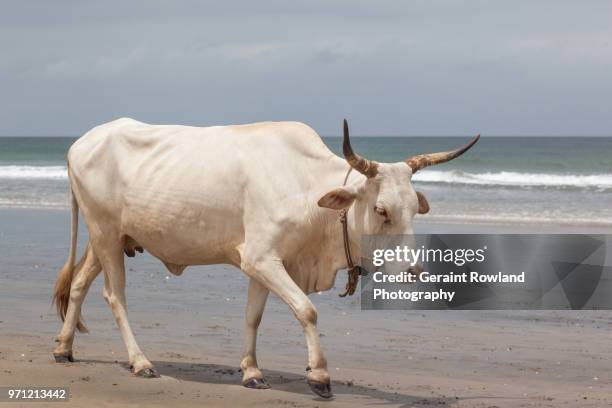 a white cow walks along a beach, the gambia - banjul nature stock-fotos und bilder