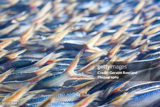 fish smokehouse, down by the sea, the gambia - geraint rowland fotografías e imágenes de stock