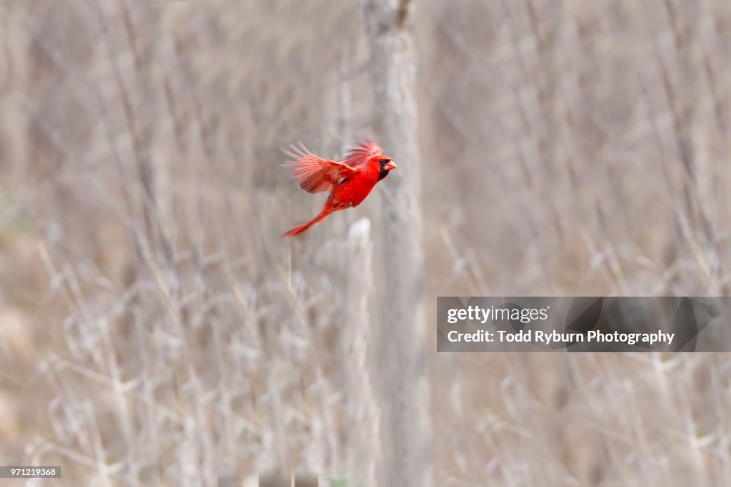 Photo Cardinal In Flight Male Cardinal In Flight High-Res Stock Photo - Getty Images
