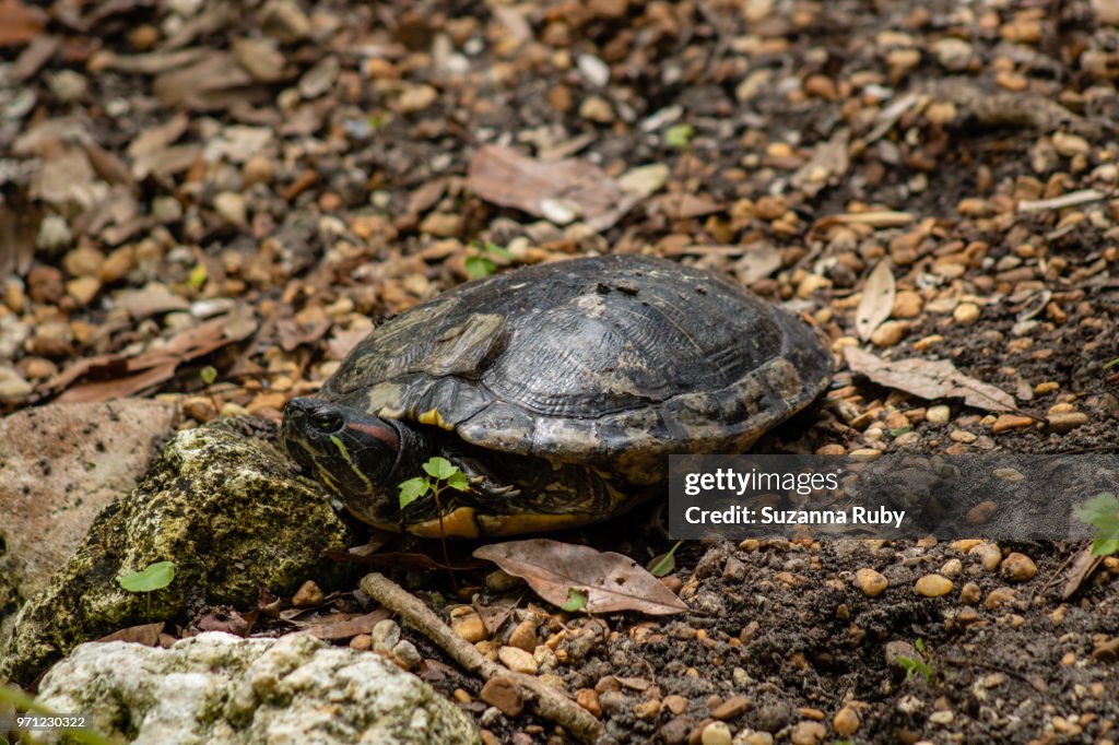 Red-eared turtle