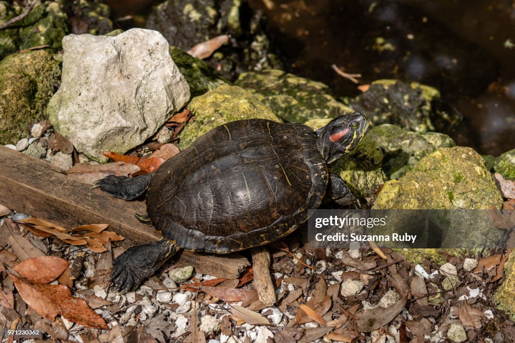 Red-eared turtle
