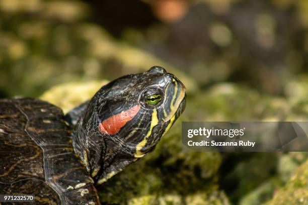 red-eared turtle - coahuilan red eared turtle stock pictures, royalty-free photos & images