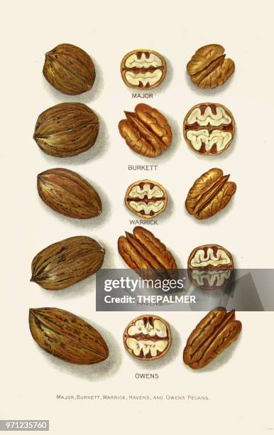 pecan sorten abbildung 1892 - pekannuss stock-grafiken, -clipart, -cartoons und -symbole