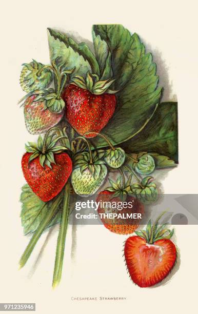794 Strawberry Label Stock Photos, High-Res Pictures, and Images