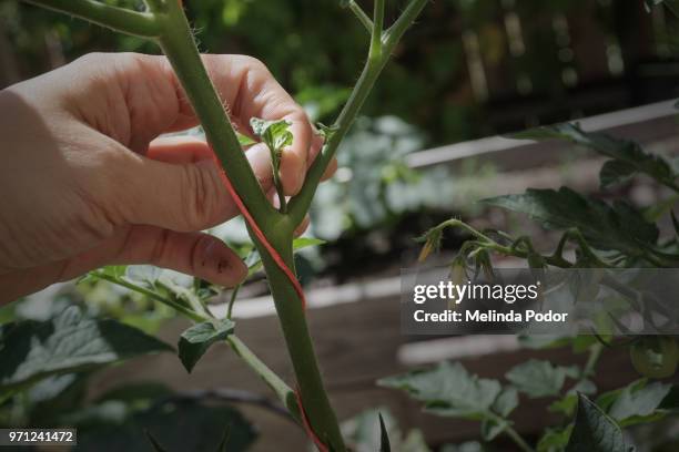 pruning a tomato plant by removing a sucker - tomato plant stock pictures, royalty-free photos & images