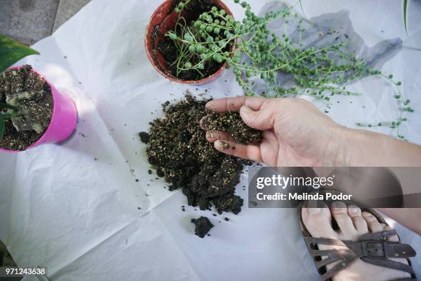 repotting house plants - epipremnum stock pictures, royalty-free photos & images