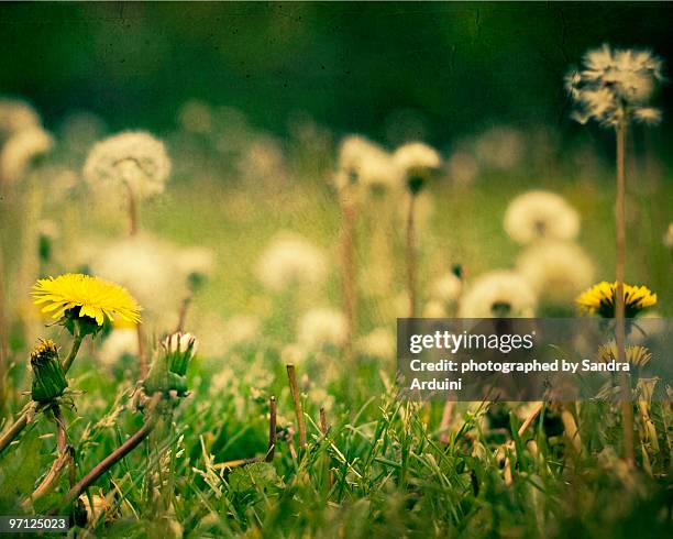 Dandilions