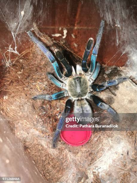 adult female cobalt blue tarantula - pedipalp stockfoto's en -beelden