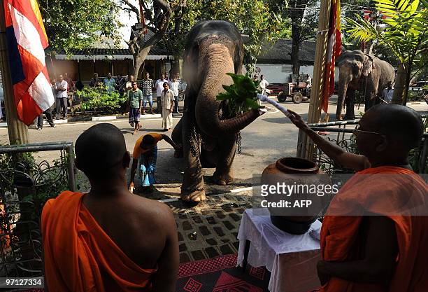 Sri Lankan Buddhist monk blesses an elephant at The Gangarama Temple in Colombo on February 27, 2010. Some 50 elephants, most of them coming from the...