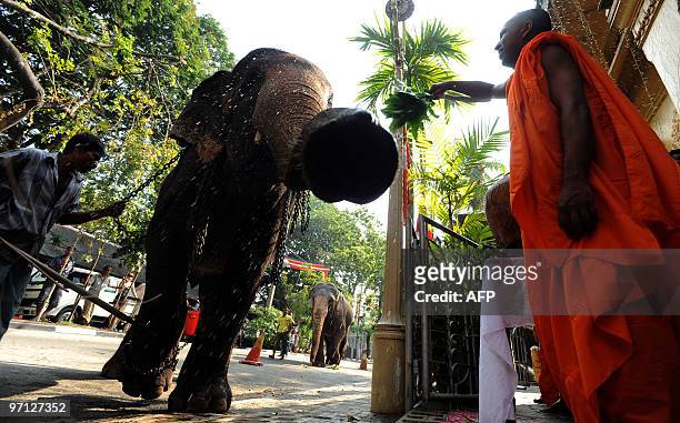 Sri Lankan Buddhist monk blesses an elephant at The Gangarama Temple in Colombo on February 27, 2010. Some 50 elephants, most of them from the...