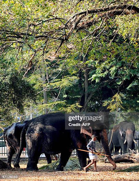 Sri Lankan mahout or elephant trainer directs an elephant at a public park in Colombo on February 27, 2010. Some 50 elephants, most of them from the...