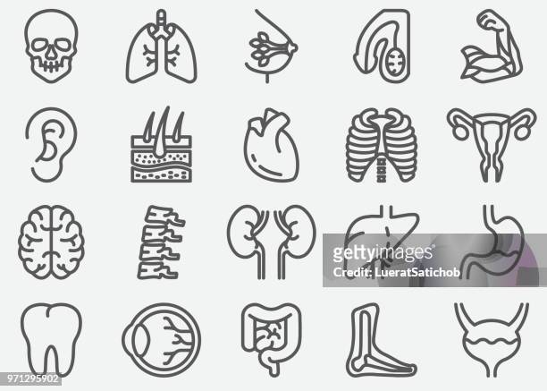 illustrations, cliparts, dessins animés et icônes de organes humains ligne icônes - digestive system