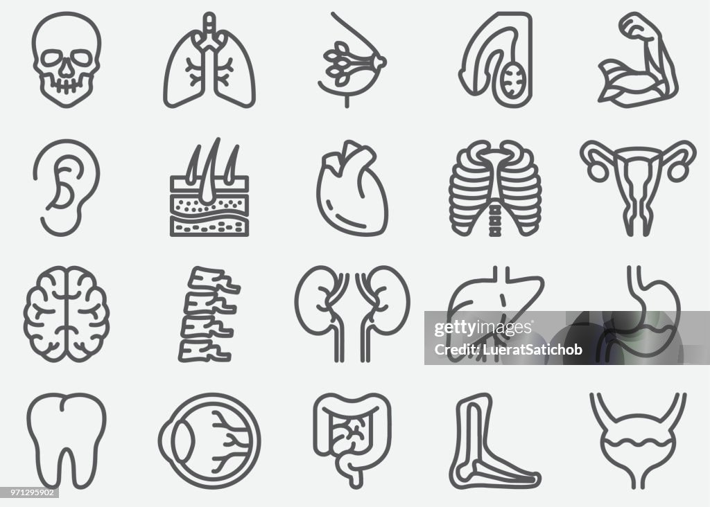 Human Organs Line Icons