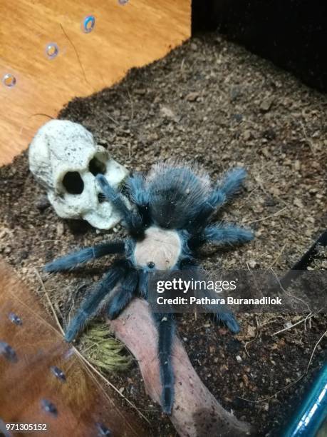 female mexican golden red rump tarantula - giants-tooth stock pictures, royalty-free photos & images