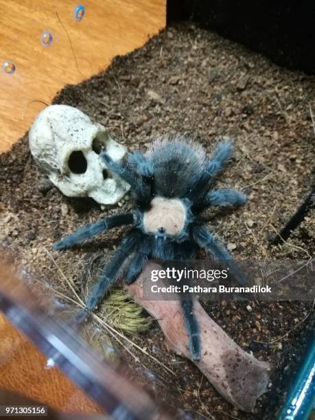 female mexican golden red rump tarantula - giants-tooth stock pictures, royalty-free photos & images