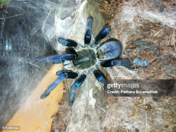 adult female cobalt blue tarantula - pedipalp stock pictures, royalty-free photos & images