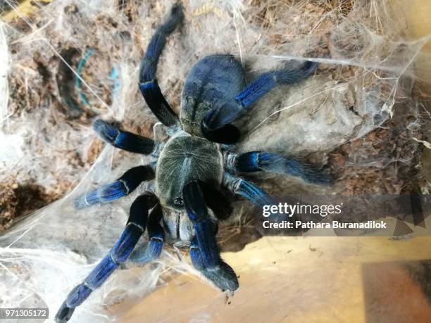 adult female cobalt blue tarantula - pedipalp stockfoto's en -beelden