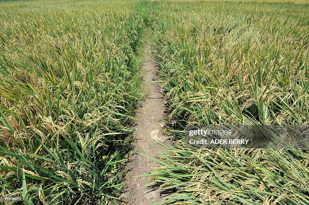 A picture shows rice in a paddy field in