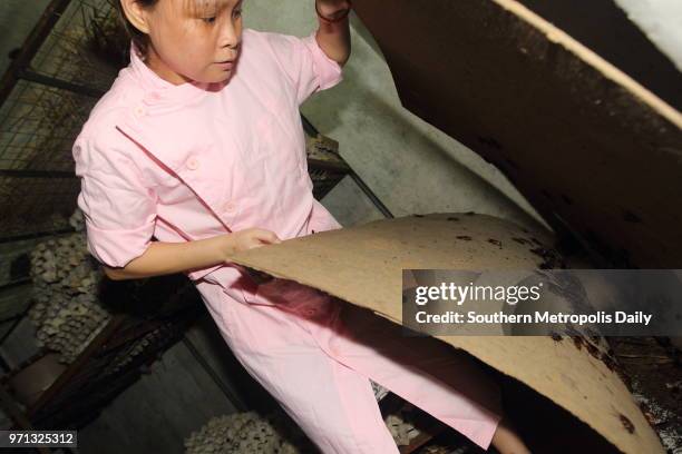 Farmer Jiang Meixia checks cockroaches at home on June 11, 2014 in Jiangmen, Guangdong Province of China. 37-year-old Jiang Meijia started feeding...