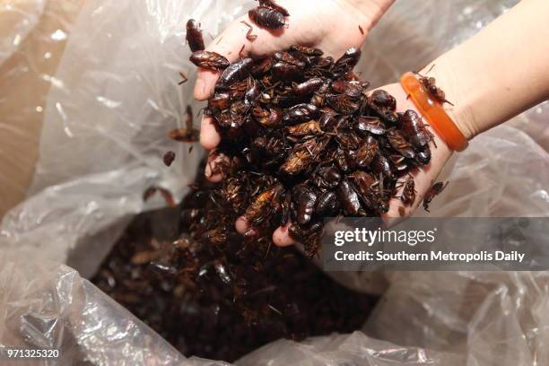 Farmer Jiang Meixia presents dried cockroaches at home on June 11, 2014 in Jiangmen, Guangdong Province of China. 37-year-old Jiang Meijia started...