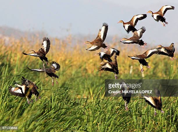 Ducks fly over the wetland February 21, 2010 in the Palo Verde National Park, on the Guanacaste province, 240 north from San Jose, a place that keeps...