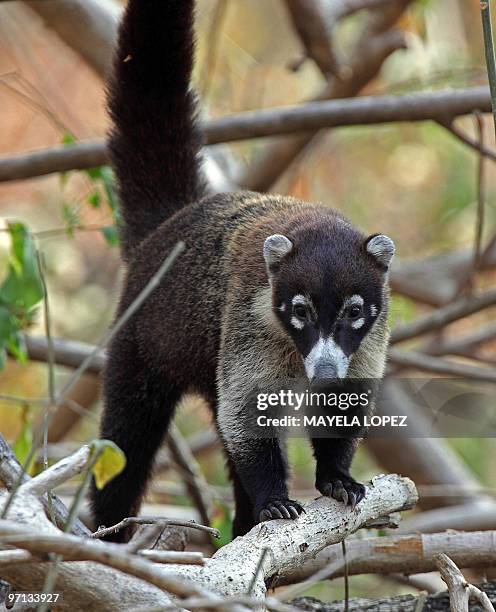 Coatimundi looks at the camera February 21, 2010 in the Palo Verde National Park, on the Guanacaste province, 240 north of San Jose, a place that...