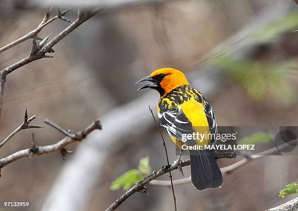 Bird of the Icterus family sings on a tree near the wetland February 21, 2010 in the Palo Verde National Park, on the Guanacaste province, 240 north...