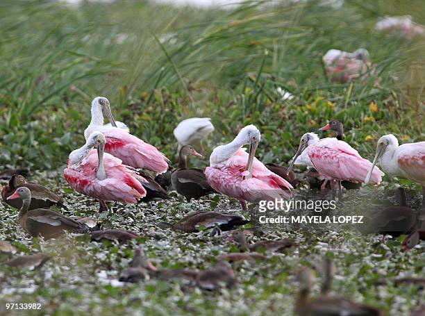 Group of Roseate Spoonbill and ducks lie on the wetland February 21, 2010 in the Palo Verde National Park, on the Guanacaste province, 240 north from...