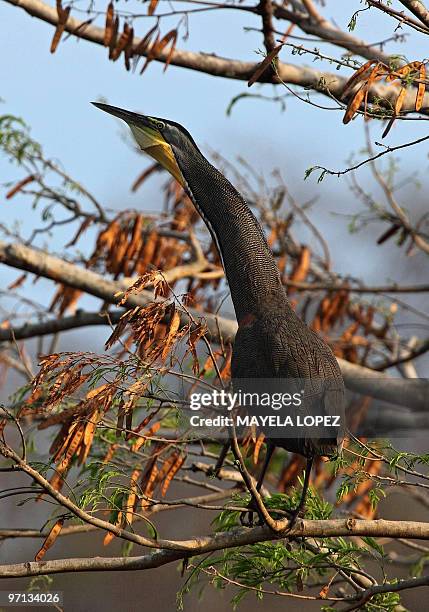 Bare-throated Tiger Heron sings on a tree February 21, 2010 in the wetland in the Palo Verde National Park, on the Guanacaste province, 240 north...