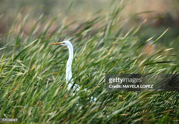 White Heron lies on the grass in the wetland February 21, 2010 in the Palo Verde National Park, on the Guanacaste province, 240 north from San Jose,...