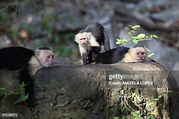 Three White-headed Capuchin monkeys rest in a pond February 21 in the Palo Verde National Park, on the Guanacaste province, 240 north from San Jose,...