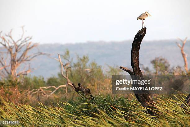 Bare-throated Tiger-Heron lies on a dry trunk February 21, 2010 in the Palo Verde National Park, on the Guanacaste province, 240 north from San Jose,...