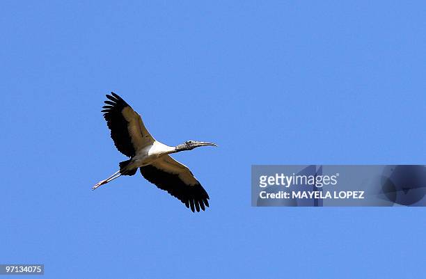 Wood Stork flies over the wetland February 21, 2010 in the Palo Verde National Park, on the Guanacaste province, 240 north from San Jose, a place...