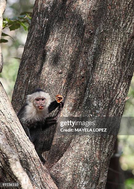 White-headed Capuchin monkey eats fruits on a tree February 21, 2010 in the Palo Verde National Park, on the Guanacaste province, 240 north from San...