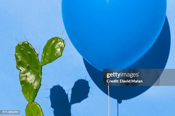 blue balloon close to a cactus thorn. - david dorn stock-fotos und bilder