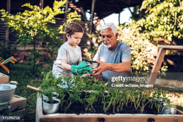 grand father spending some quality time with grandson in backyard while planting - grandson stock pictures, royalty-free photos & images