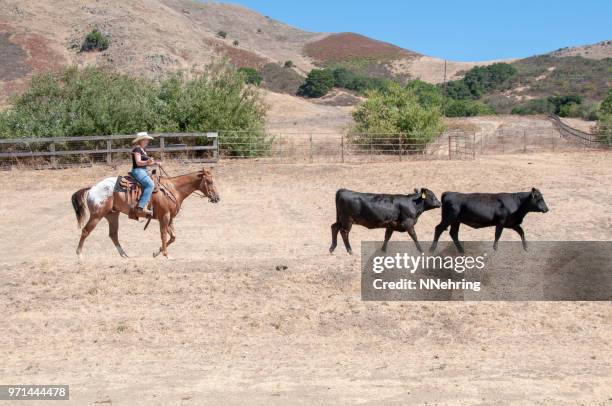 cowgirl on horse herding two calves - appaloosa horse stock pictures, royalty-free photos & images