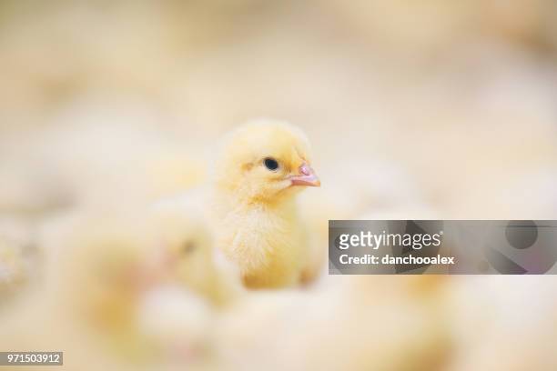 baby kuikens op boerderij - young bird stockfoto's en -beelden