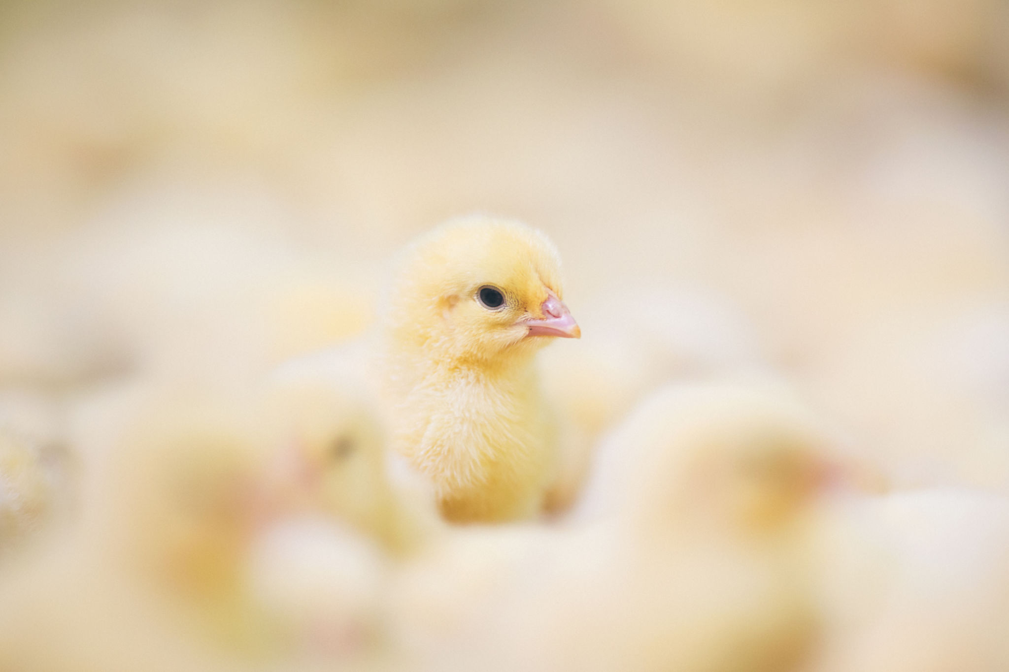 miniature farm animals
