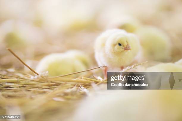 Baby Roster 251 Of Baby Roosters Stock Photos, High-Res Pictures, and Images ...