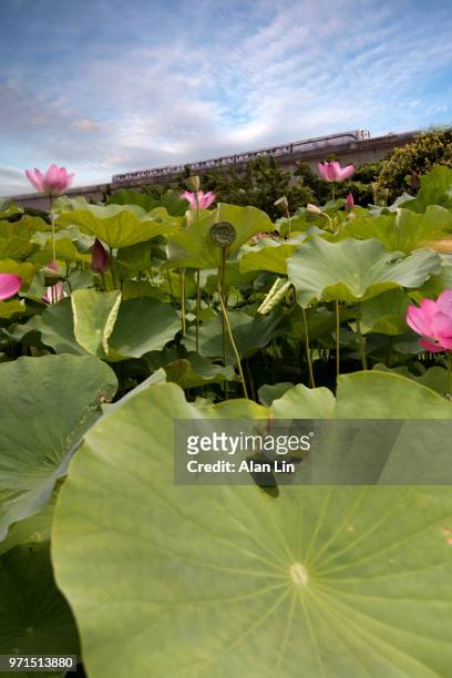 blue sky bring out beautiful lotus lotus and taipei mrt - taipei mrt stock pictures, royalty-free photos & images