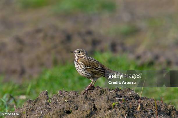 Meadow pipit foraging on molehills in grassland.