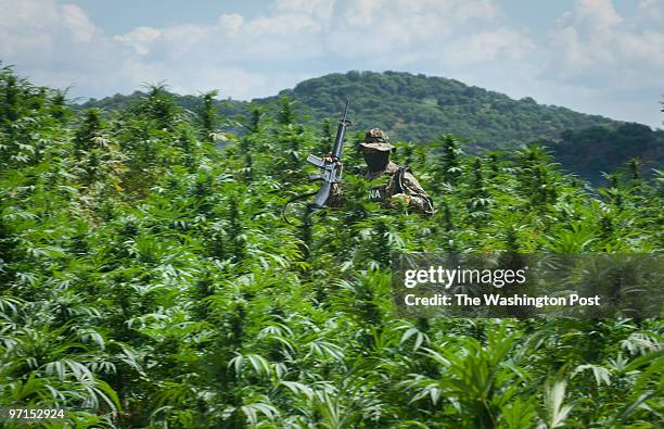Fo_pot Badiraguato, Mexico DATE: CREDIT: Sarah L. Voisin More than 60 percent of the Mexican cartels profits in 2006 -- $8.6 billion out of $13.8...