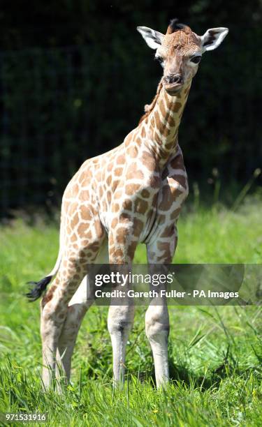 Four day old male Rothschild giraffe calf plays in the grass at Port Lympne Reserve in Hythe. At nearly 6 feet tall and still waiting to be named he...