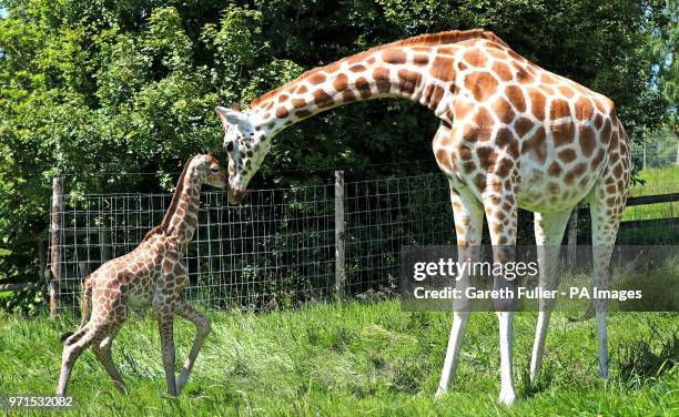 Four day old male Rothschild giraffe calf plays with his mum at Port Lympne Reserve in Hythe. At nearly 6 feet tall and still waiting to be named he...
