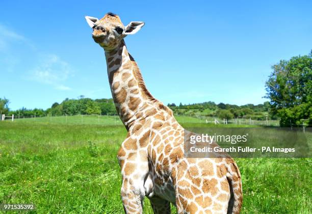 Four day old male Rothschild giraffe calf plays in the grass at Port Lympne Reserve in Hythe. At nearly 6 feet tall and still waiting to be named he...