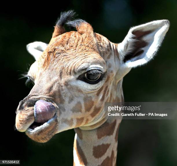 Four day old male Rothschild giraffe calf makes his debut at Port Lympne Reserve in Hythe. At nearly 6 feet tall and still waiting to be named he...