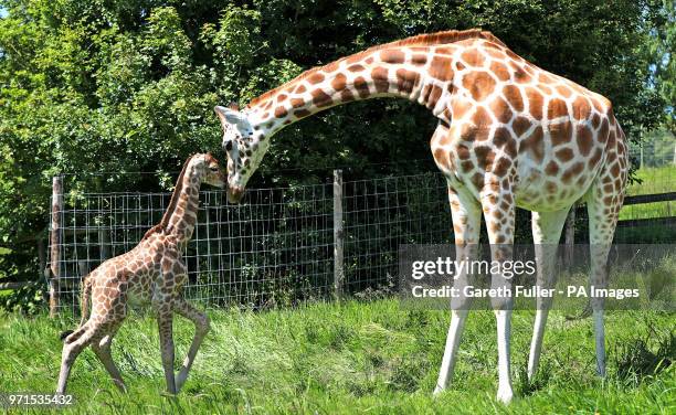 Four day old male Rothschild giraffe calf plays with his mum at Port Lympne Reserve in Hythe. At nearly 6 feet tall and still waiting to be named he...